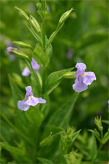 monkeyflower