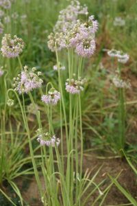 nodding wild onion