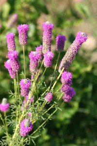 purple prairie clover